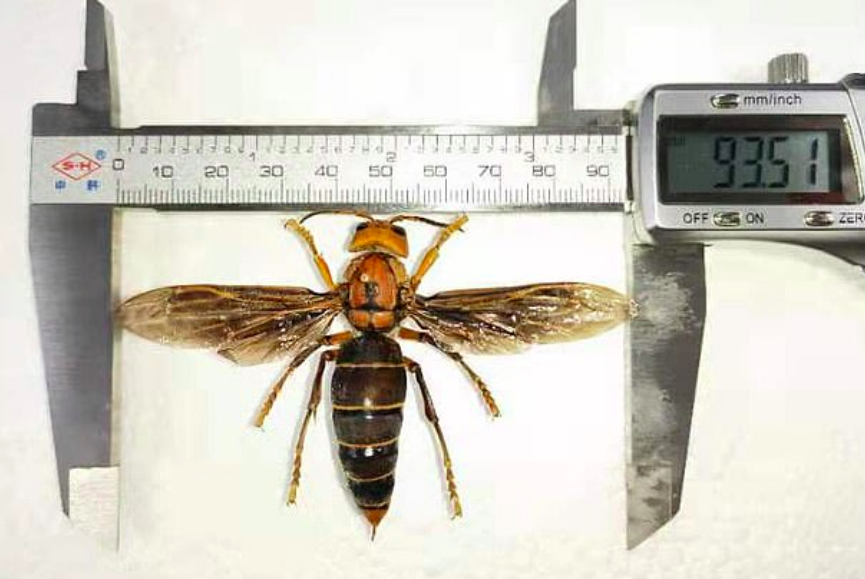 Giant killer hornet discovered in China may belong to a new species