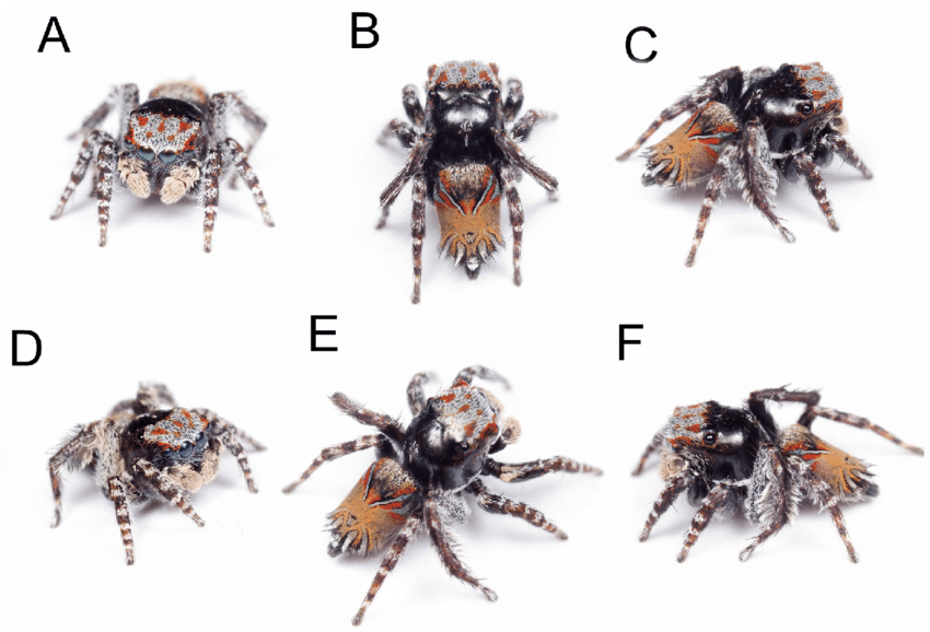 Expert names three new peacock spider species
