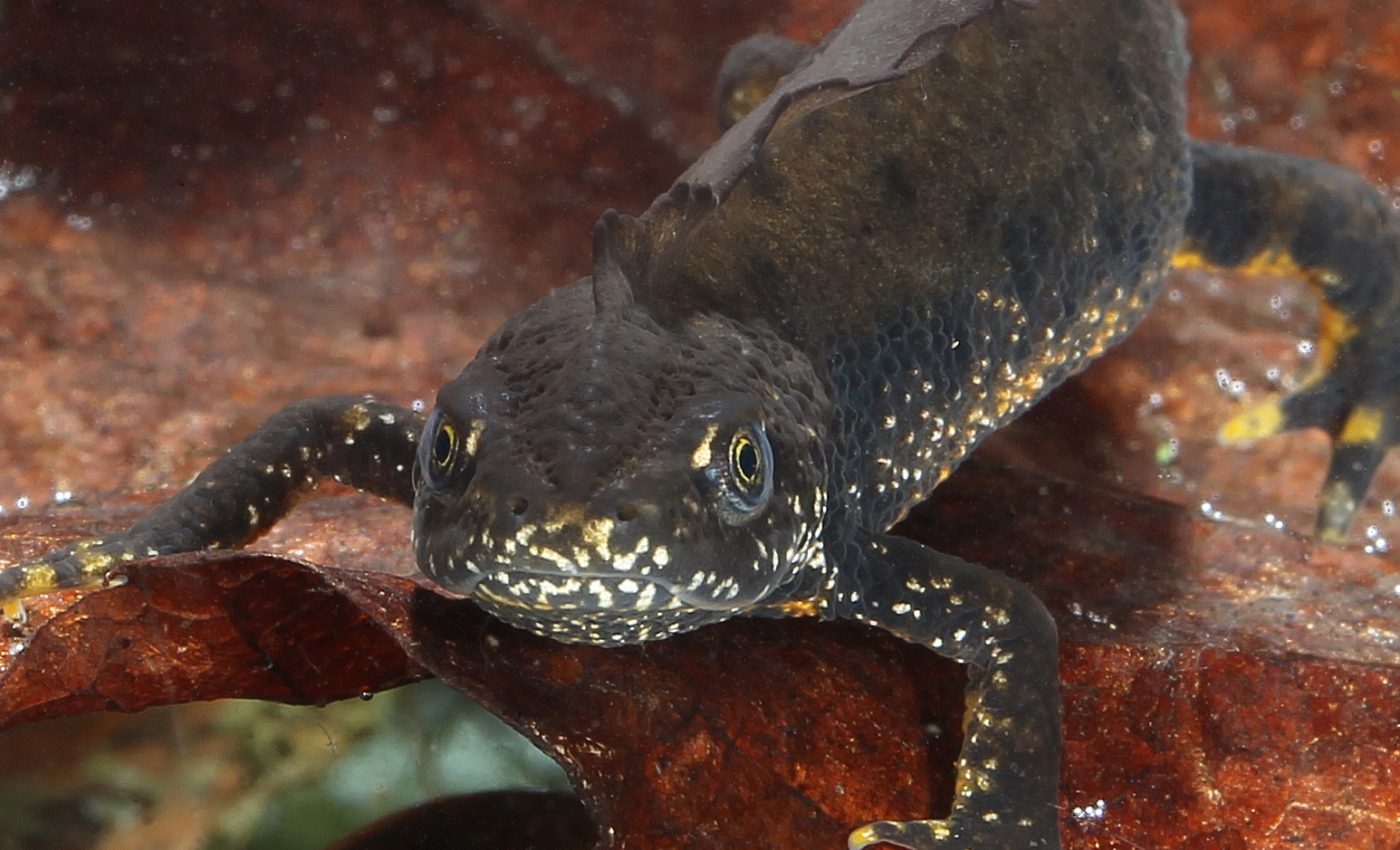 Wild newts escape a deadly flesh-eating fungus