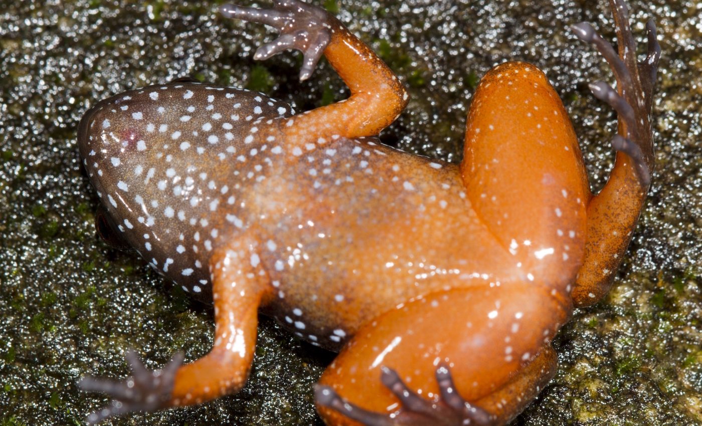 New frog species discovered in biodiversity hotspot in India