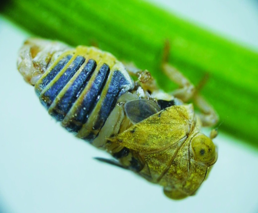 Planthoppers vibrate plants with a “snapping” organ as a mating call