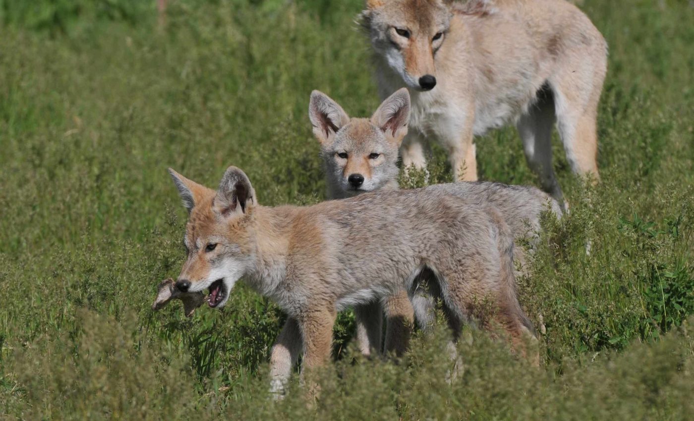 Coyote parents who are used to humans raise more fearless pups
