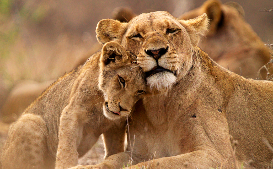 Scientists pinpoint areas where wild animals can seek refuge from humans