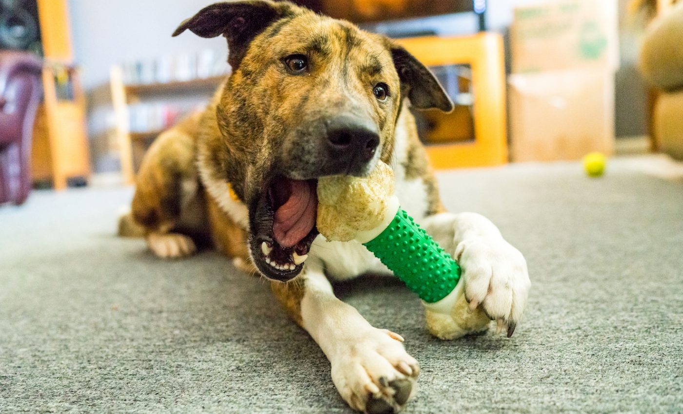 Many of your dog’s quirky behaviors are inherited survival tactics