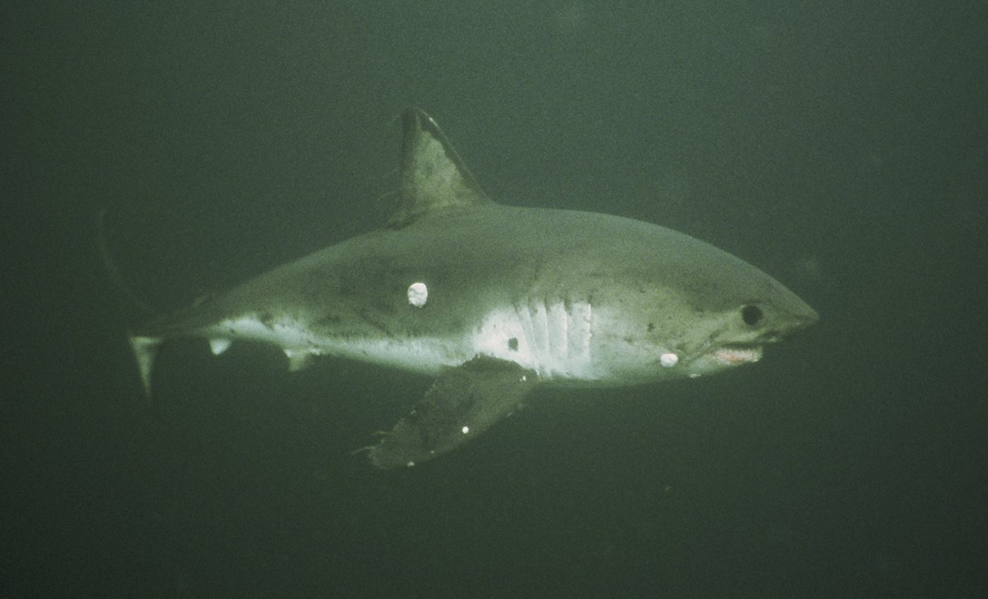 New map tracks location of tunas, sharks, and ships in the Pacific