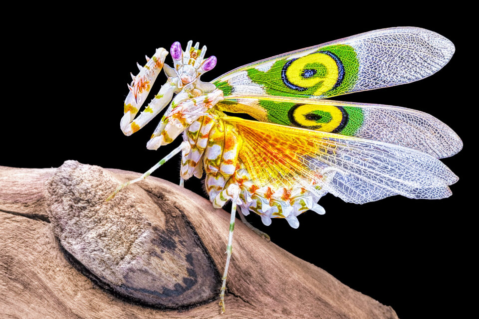 Are Insects Animals?