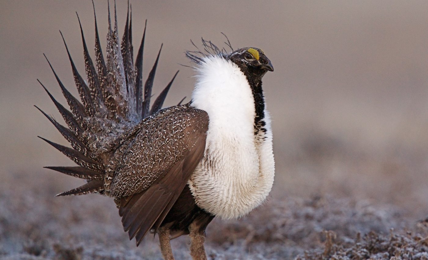 Trump admin to roll back sage grouse protections for oil drilling