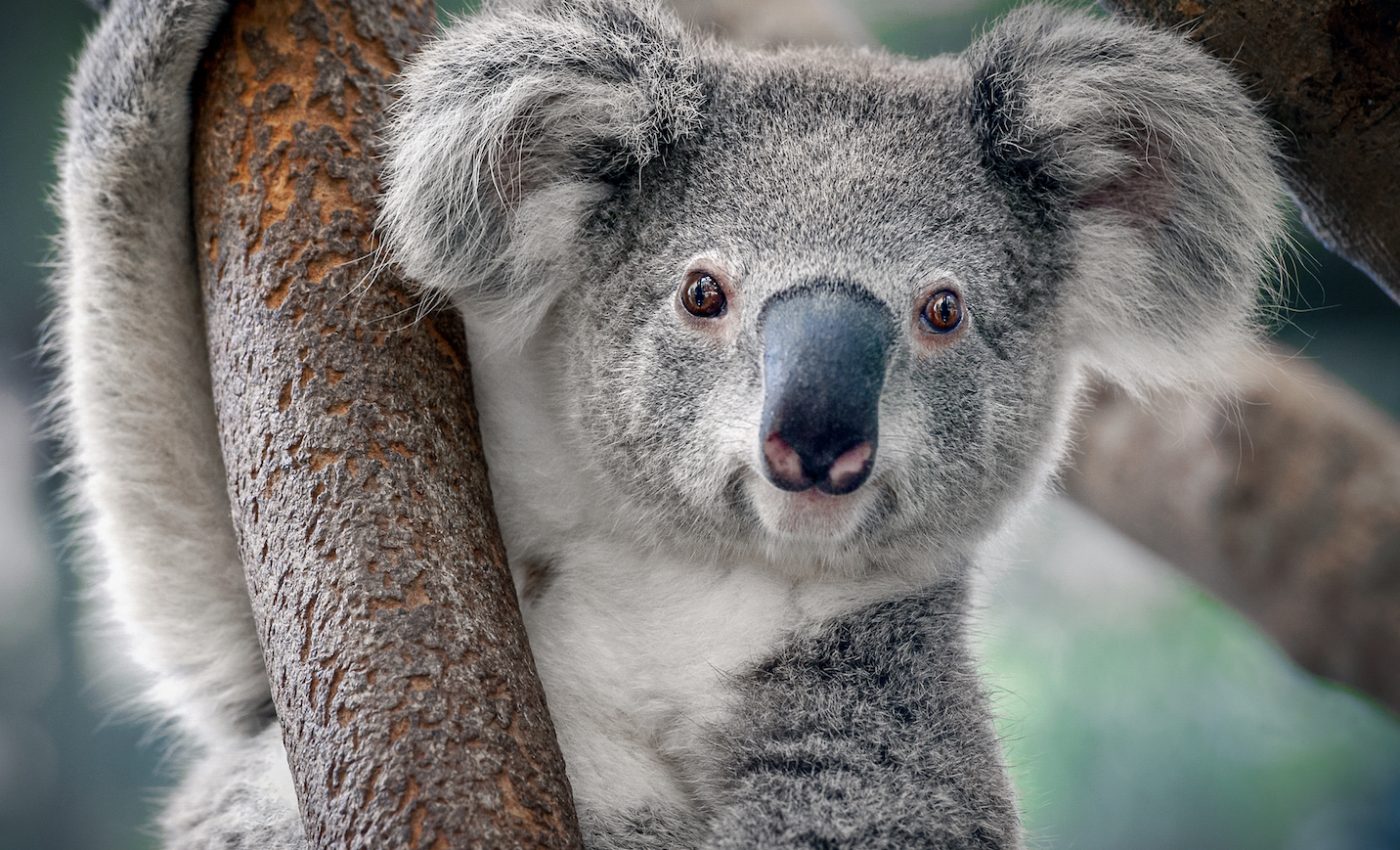 Machine learning can play an important role in conservation