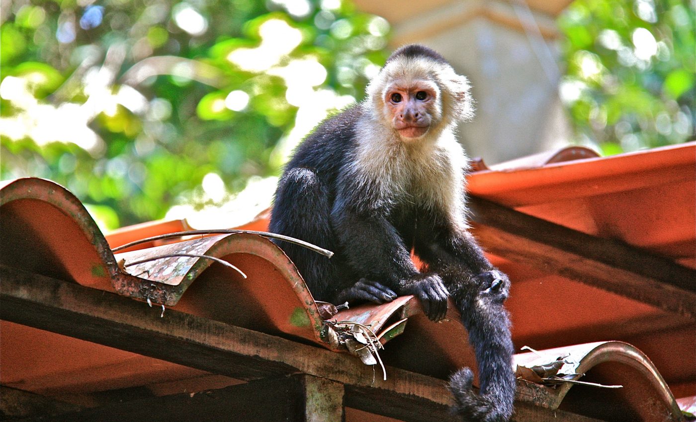 Certain primate species at high risk of spreading Zika in the Americas