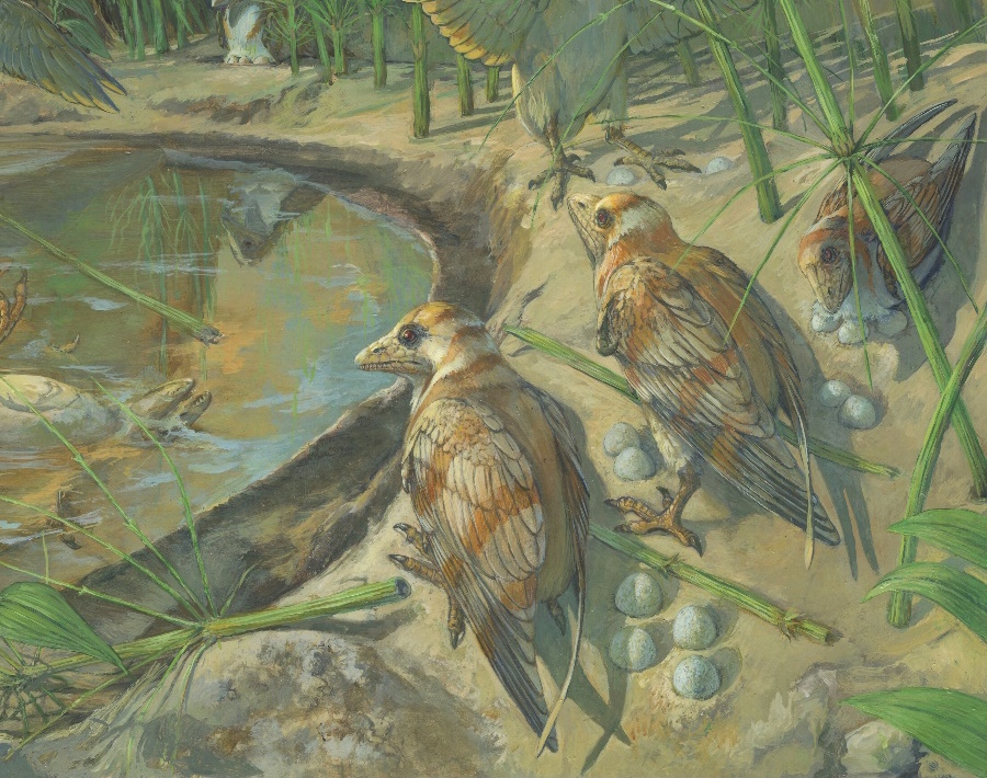 Fossilized bird is providing insight into avian reproduction
