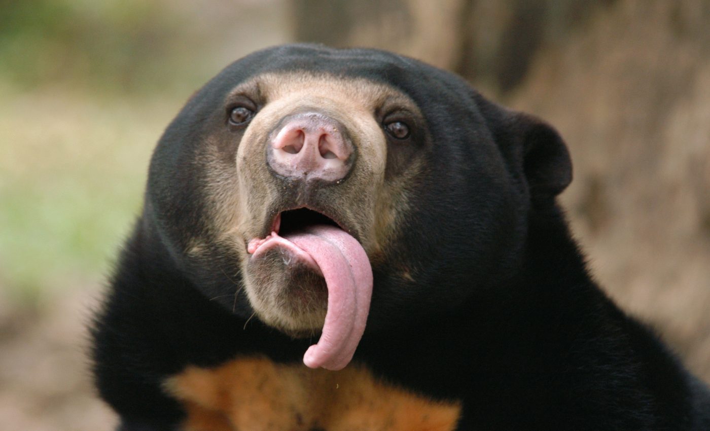 Like humans, bears communicate by copying each other’s facial expressions
