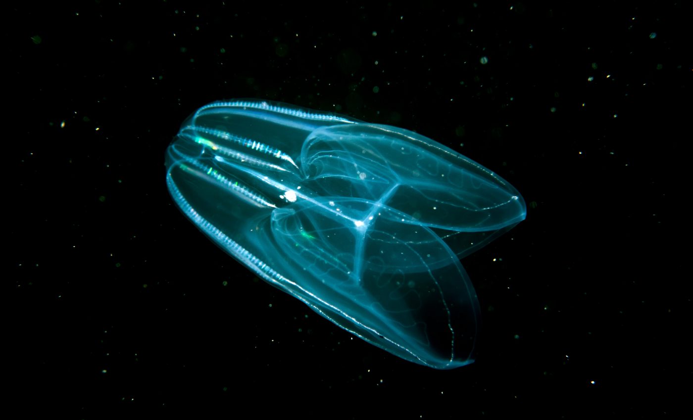 Comb jellies given new spot on the evolutionary tree of life