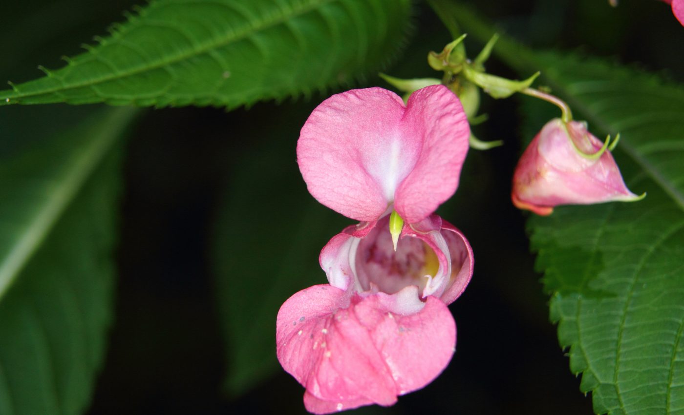 Invasive Himalayan balsam feeds on air pollution, chokes native flowers