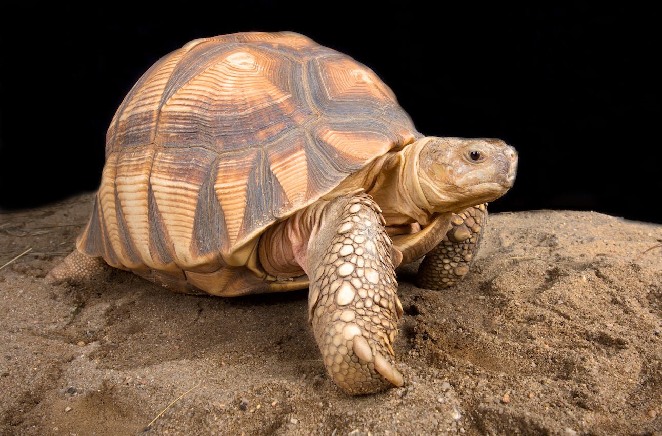 Conservationists brand tortoise shells to save species from the pet trade