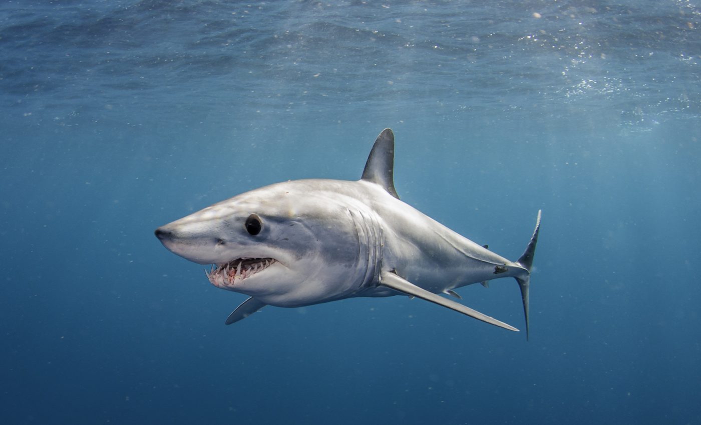 17 different shark species are now classified as facing extinction