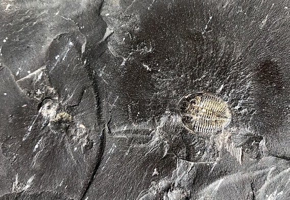 Paleontologists unearth a treasure trove of Cambrian fossils in China