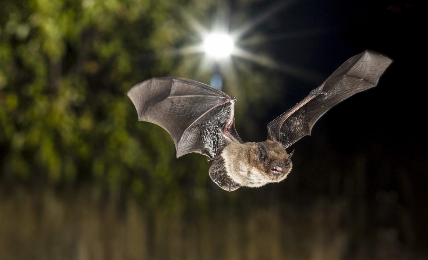 Street lamps and tree cover influence urban bat activity