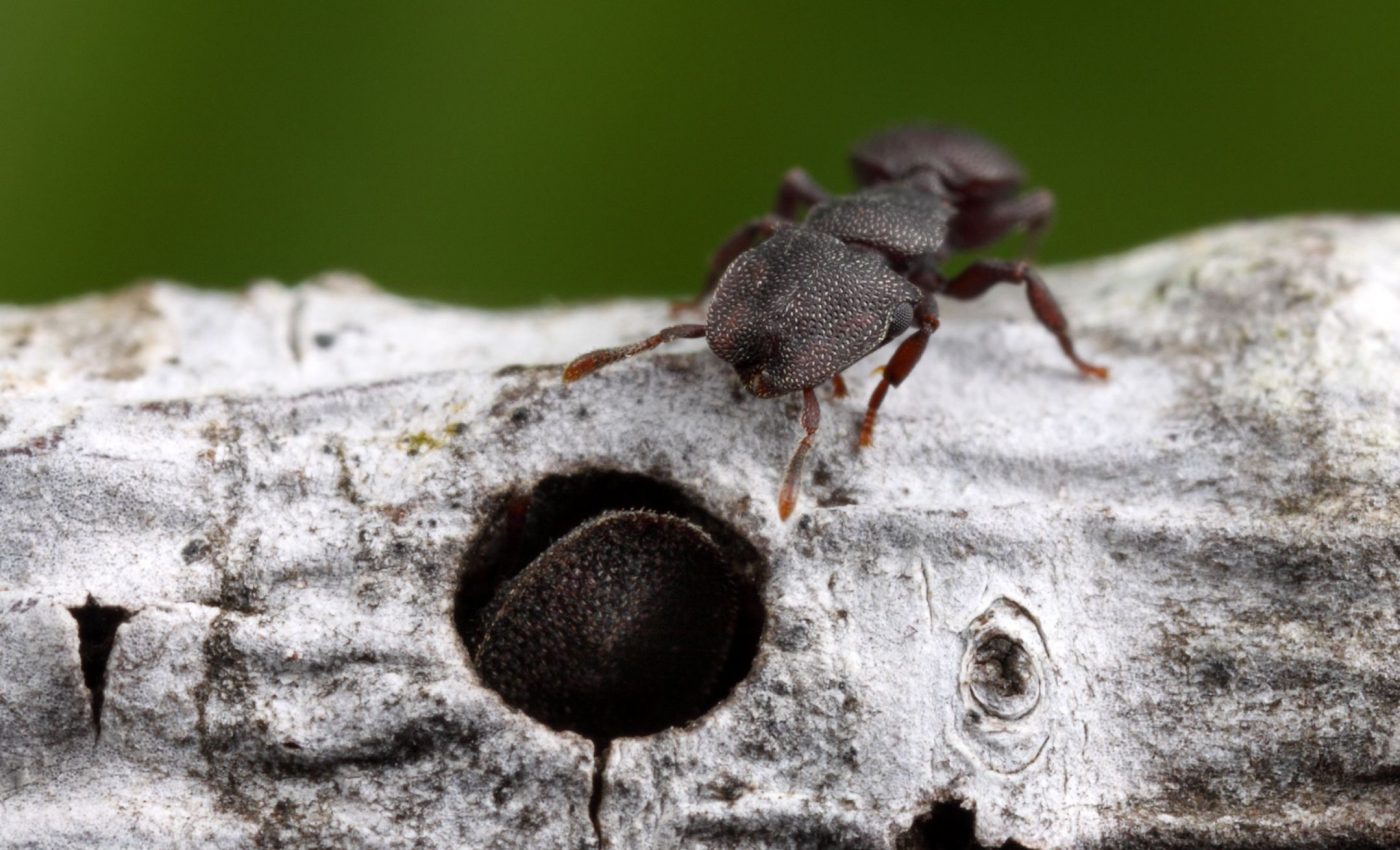 The role an ant plays in its colony is reflected in its neurobiology