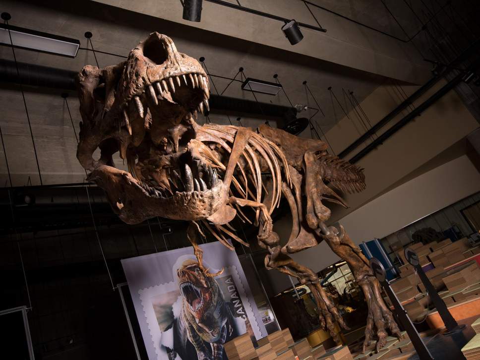 Scientists confirm the world’s largest T. Rex ever discovered