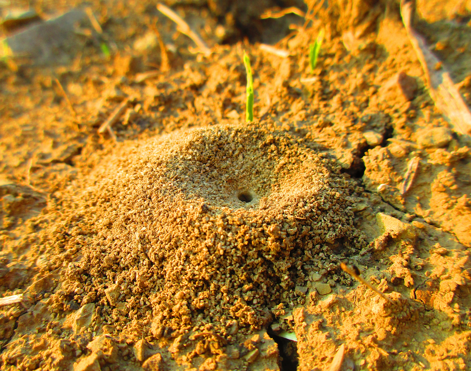 How antlions construct death traps for their victims