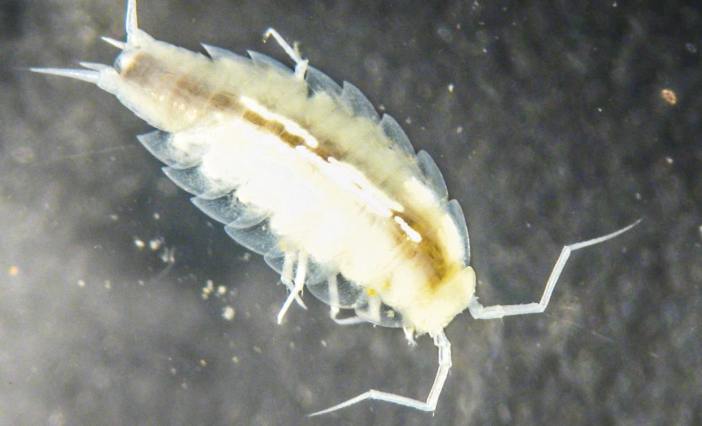 Astronauts discover a new species of crustaceans deep in an Italian cave