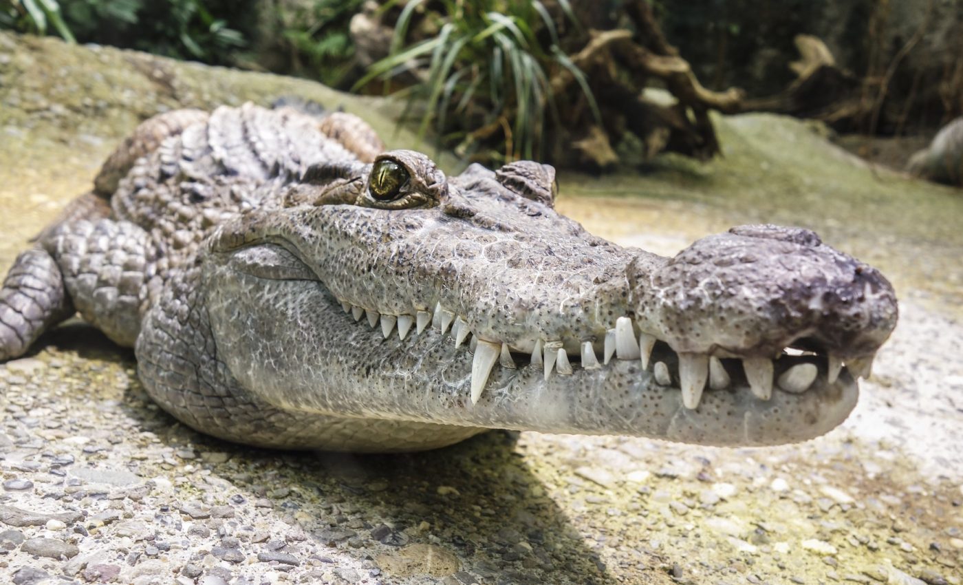 In a number of different cultures, crocodiles are worshipped