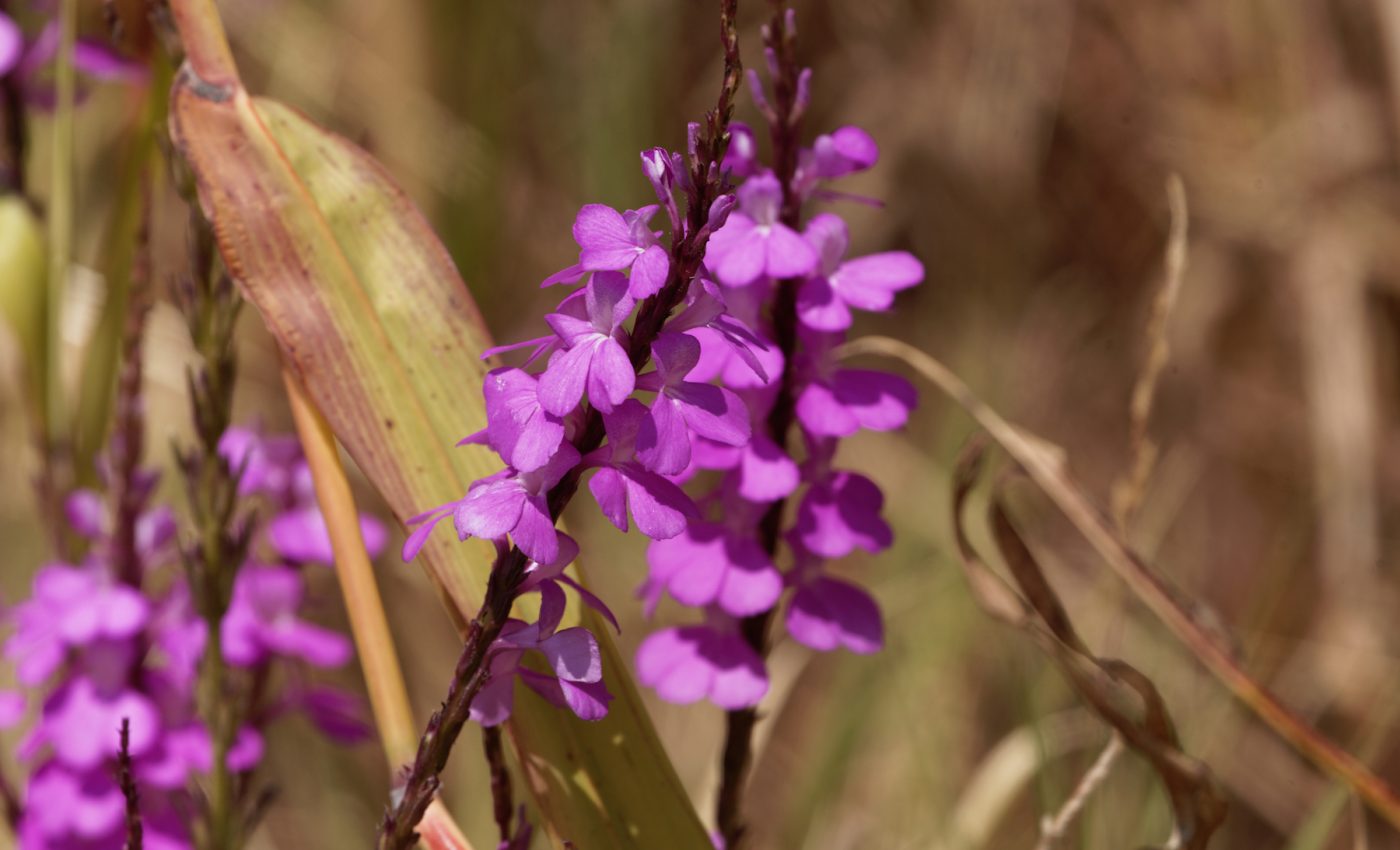 Plant hormones can be used in the fight against crop invaders