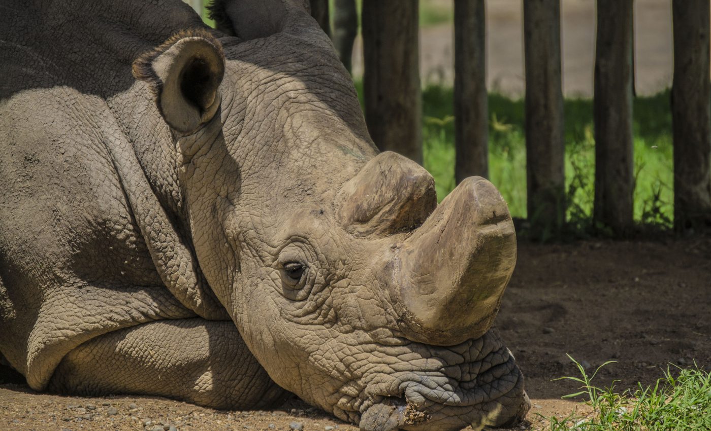 Scientists to use advanced IVF method to save the northern white rhino