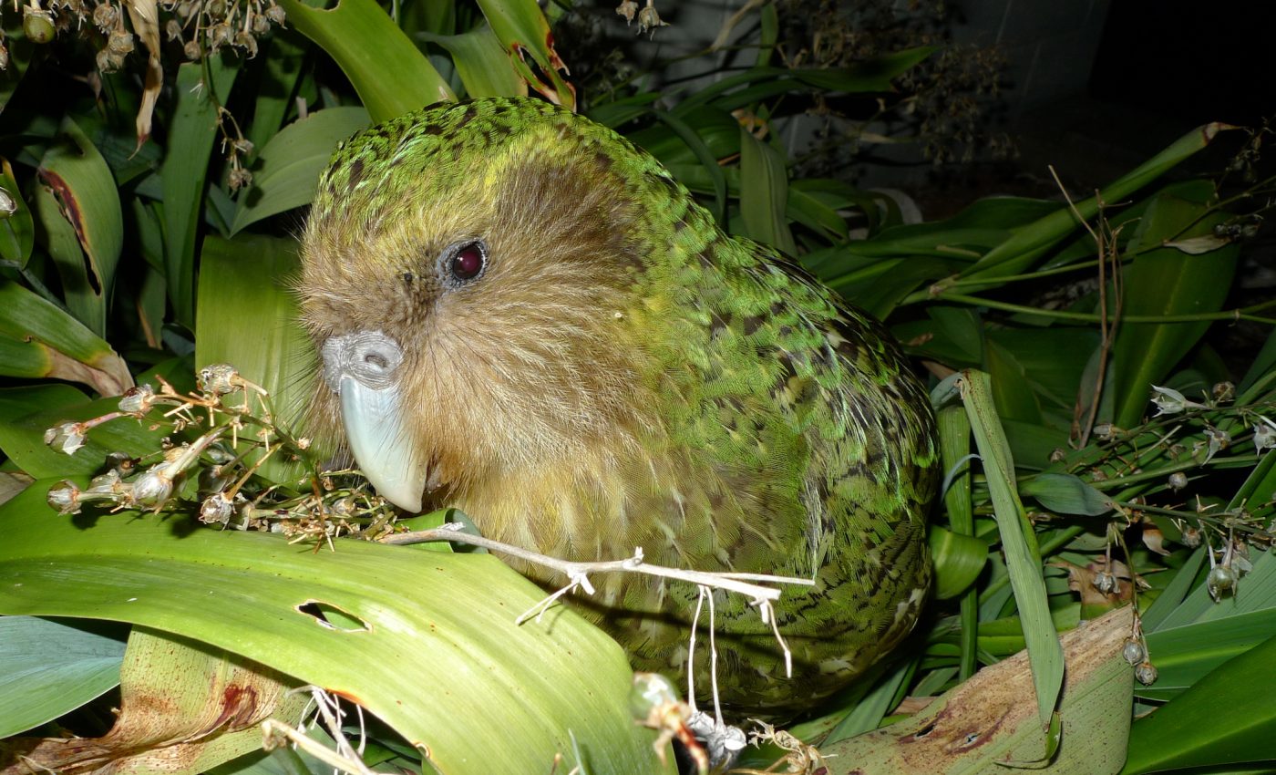 New Zealand works to save the world’s largest parrot