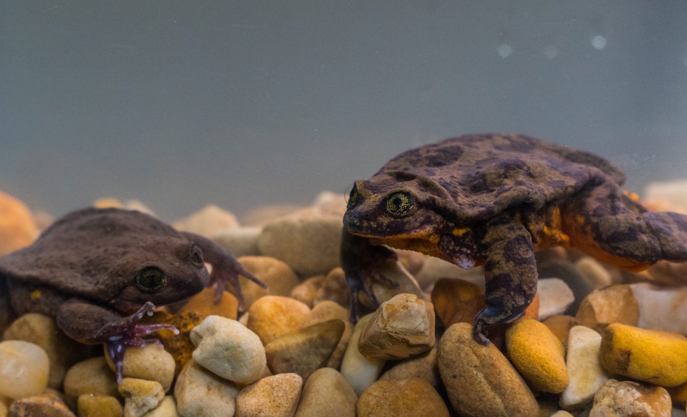 World's loneliest water frog finally gets a shot at love