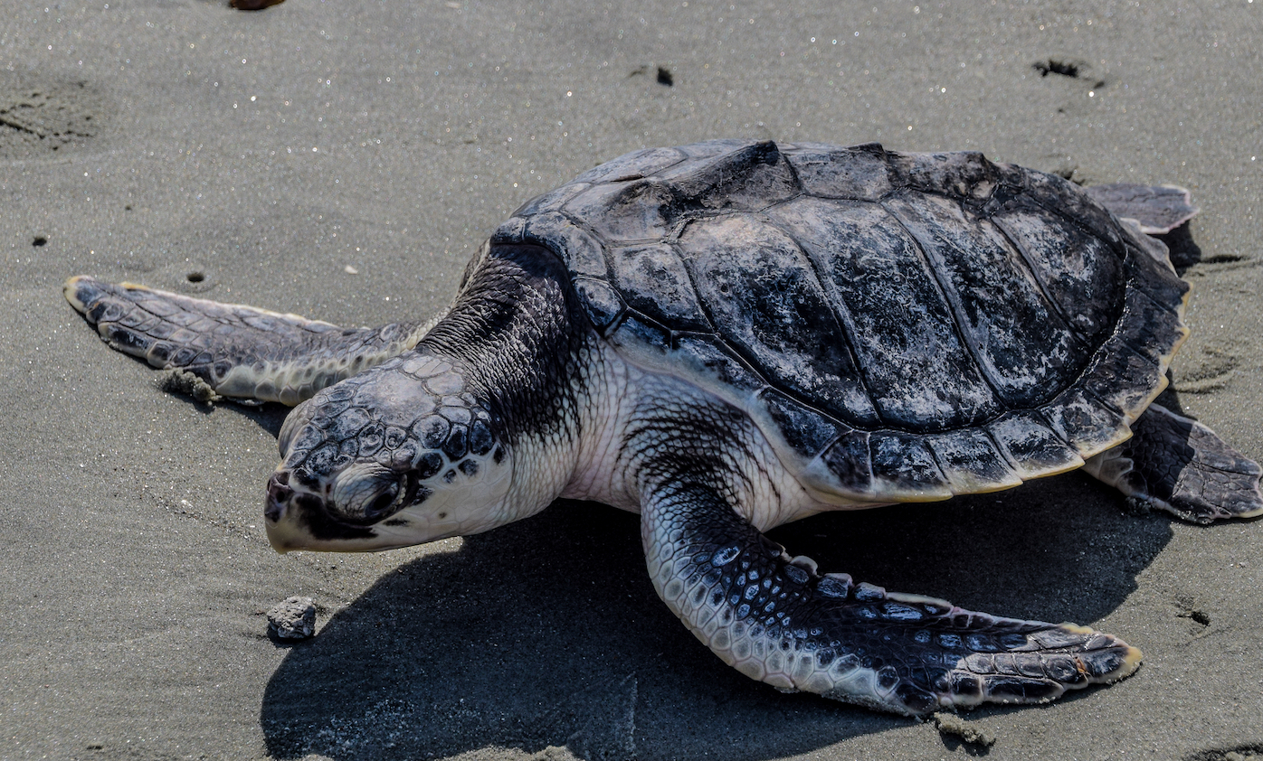 Hundreds of sea turtles end up stranded on Cape Cod beaches each winter