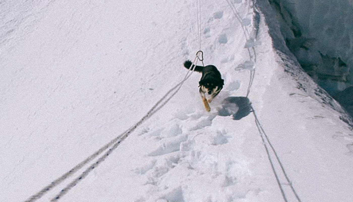 The remarkable dog who broke a climbing record in the Himalayas