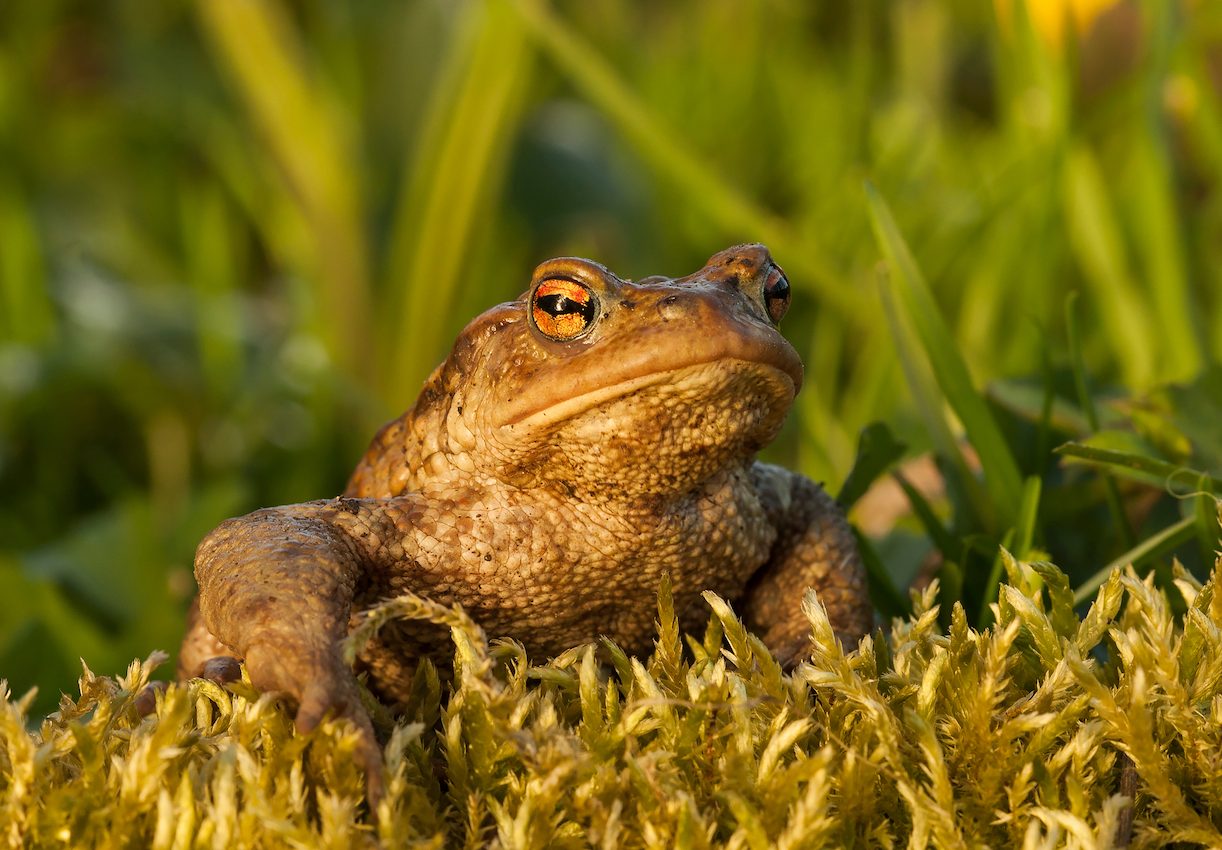 How you can help frogs by cutting off their toes (after they’re dead)