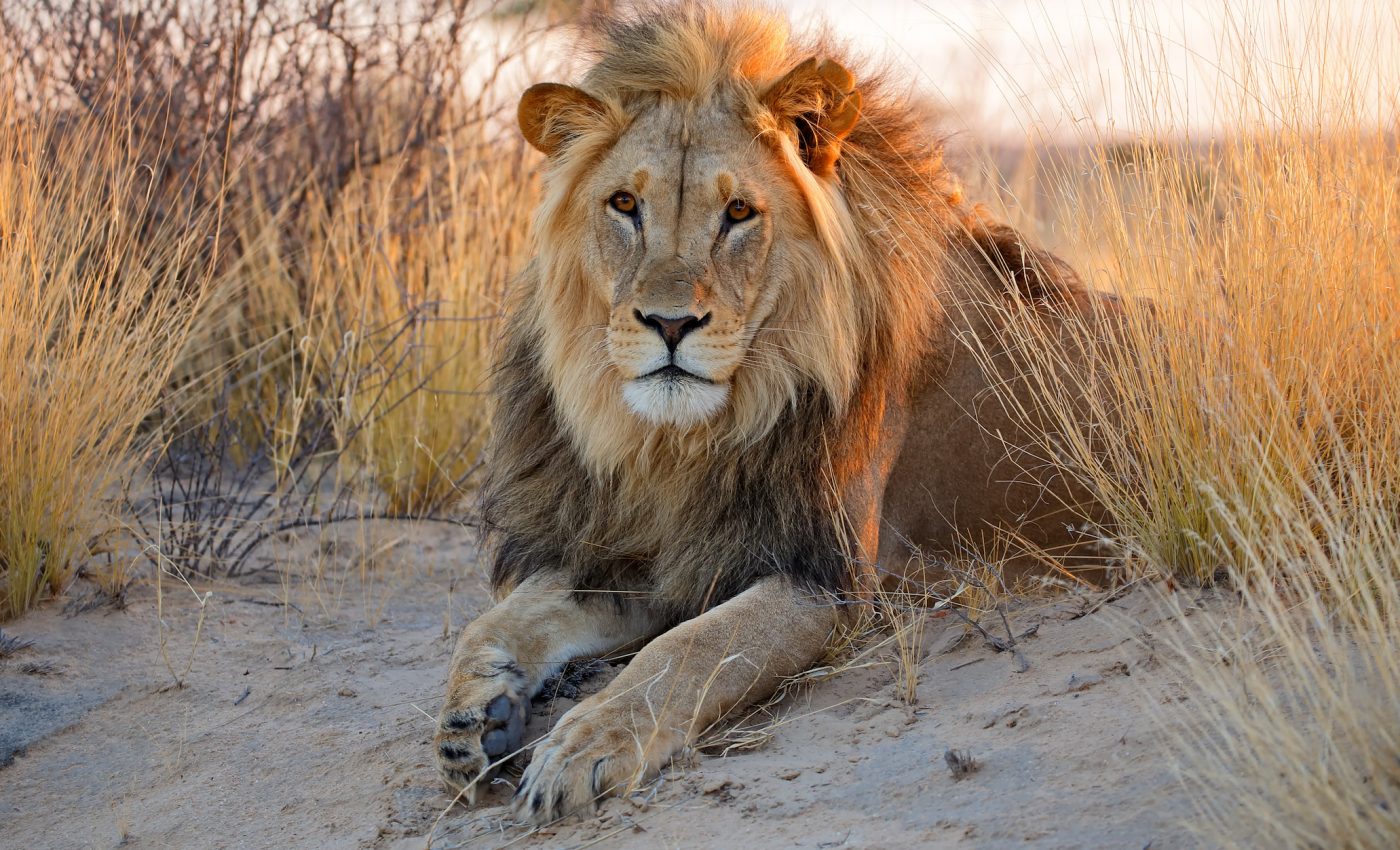 African lions are losing their genetic diversity and resilience