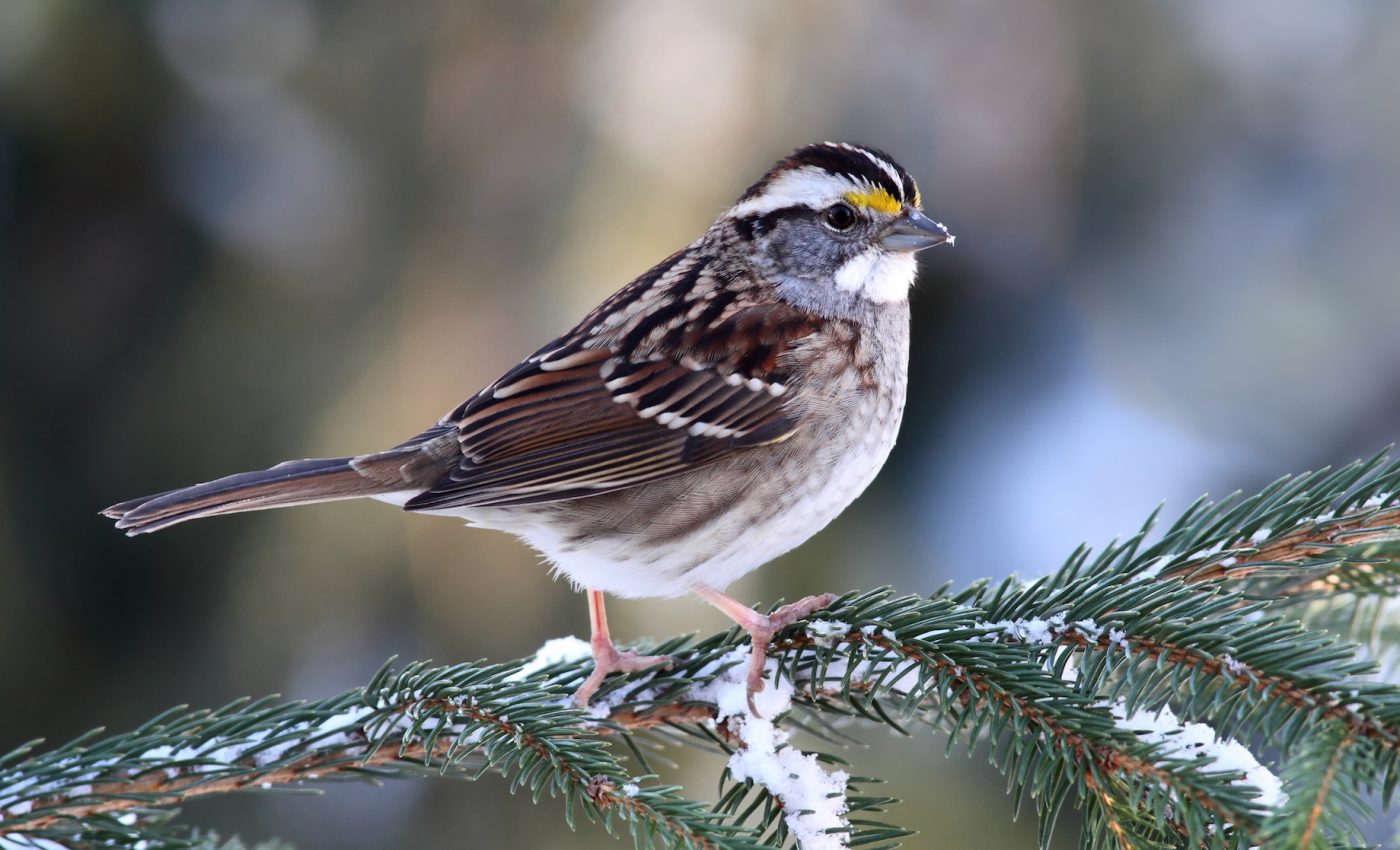 Birds that use flight calls are more likely to crash into buildings