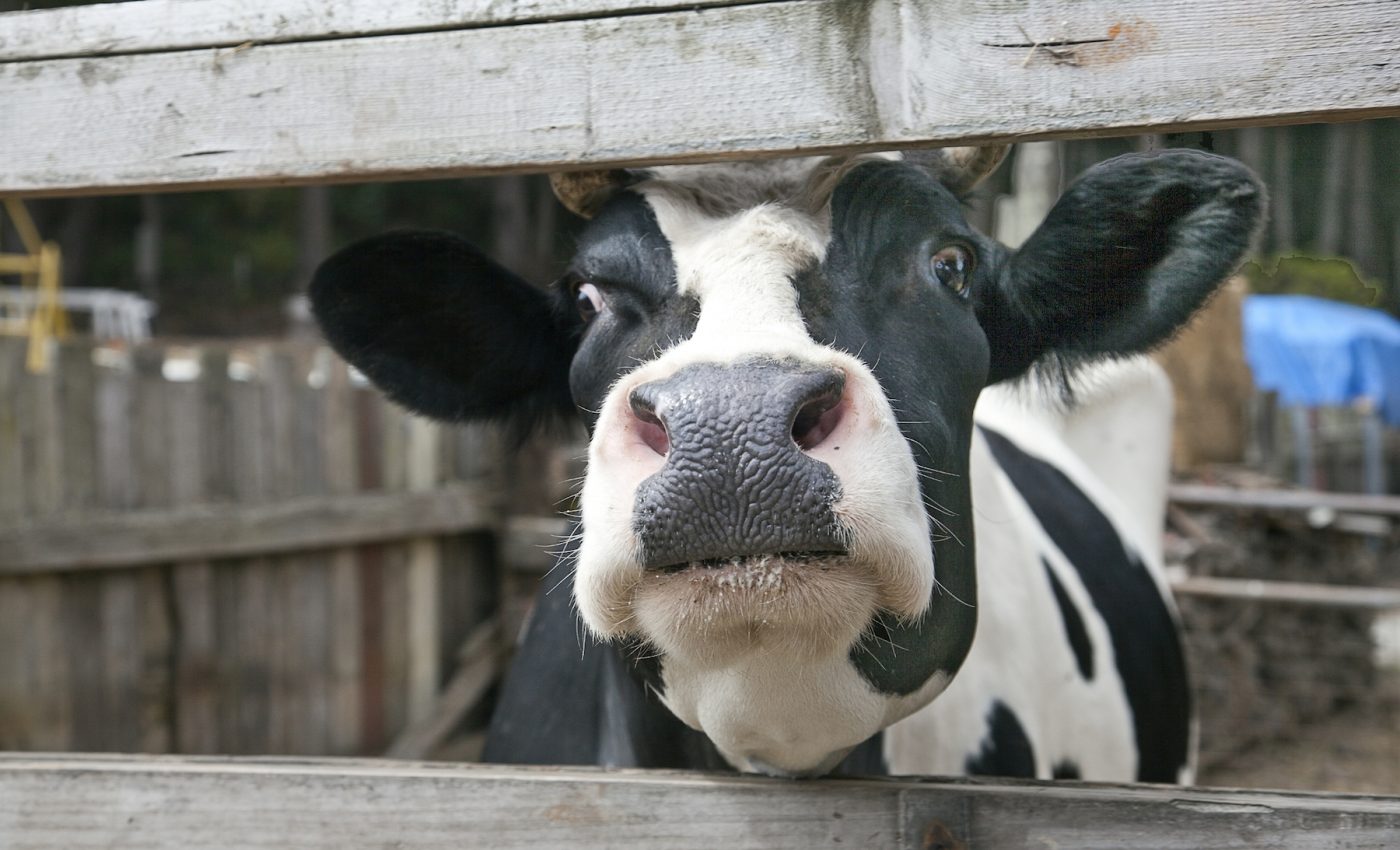 New ‘cow toilets’ could help reduce emissions from livestock