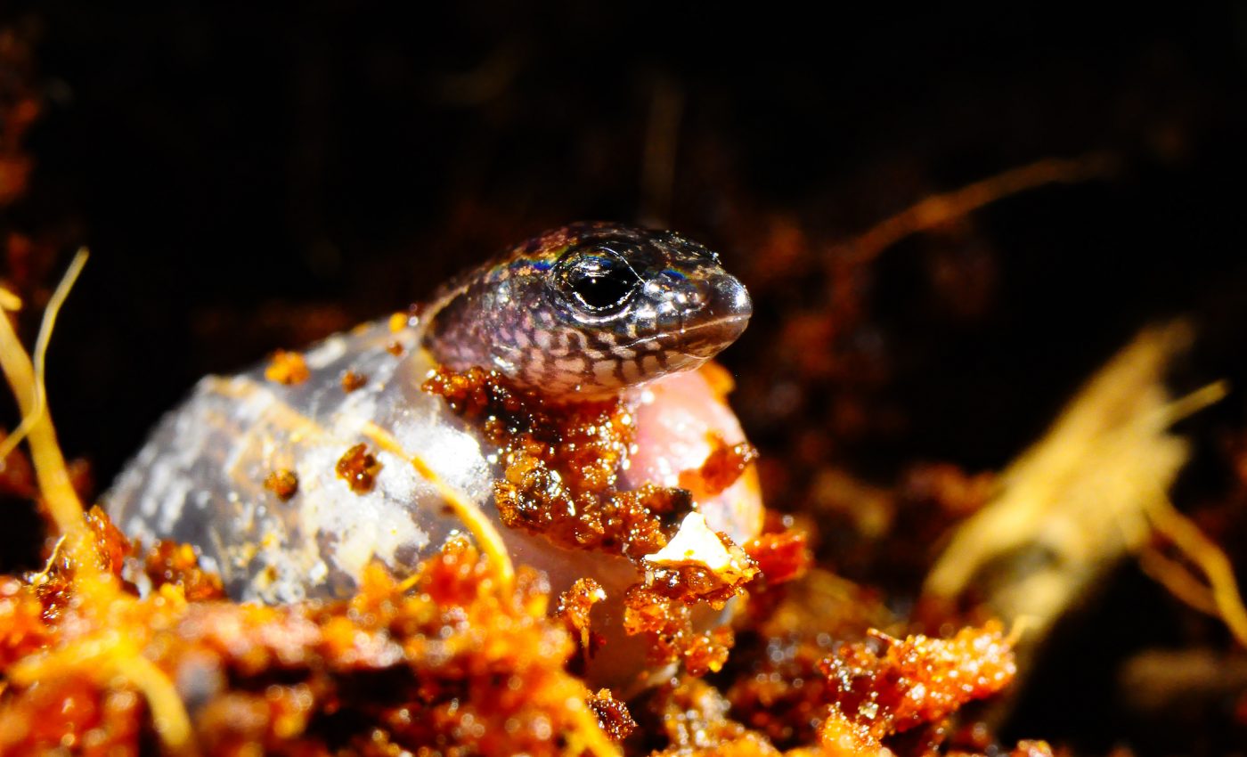 Lizard produces both eggs and a live birth from the same pregnancy