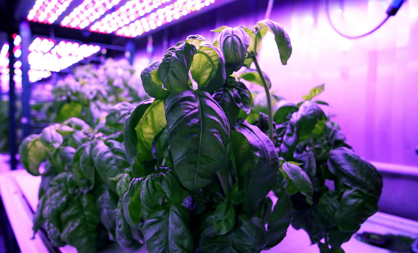 ‘Cyber agriculture’ could produce tastier crops