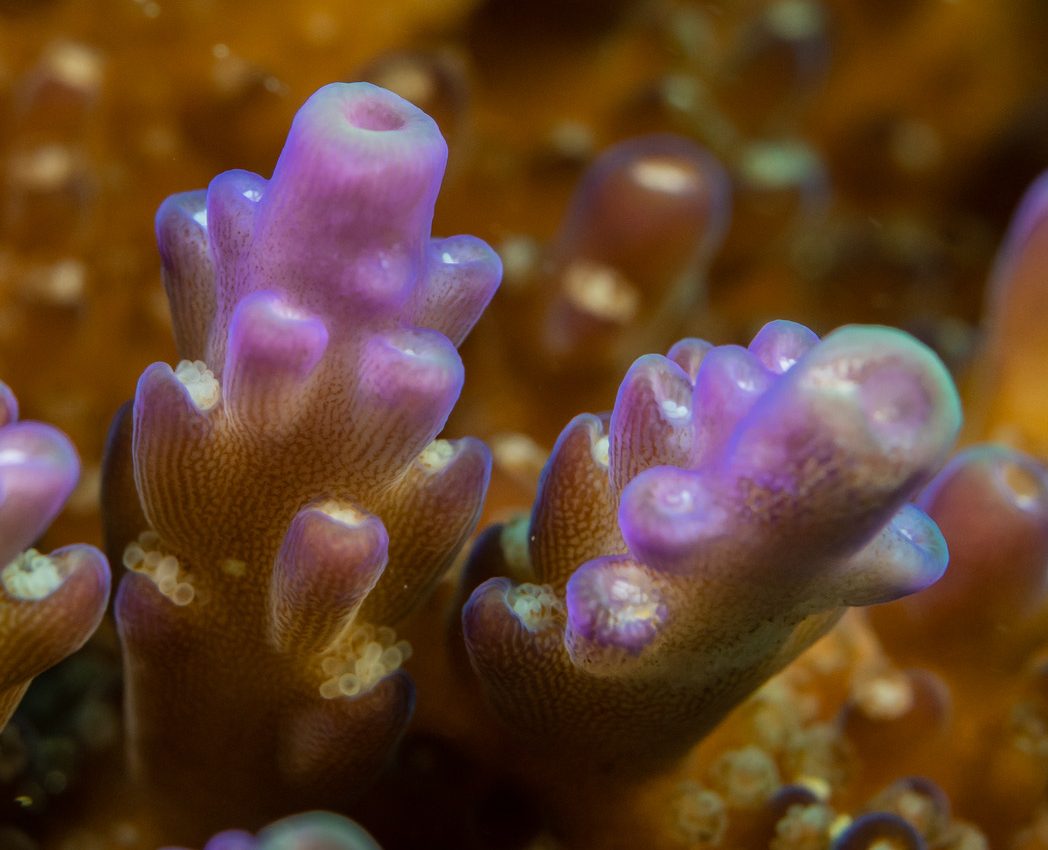 First organism found that can produce chlorophyll without photosynthesis