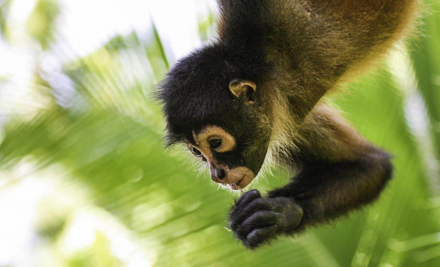 Spider monkeys lower the pitch of their calls if separated from the group