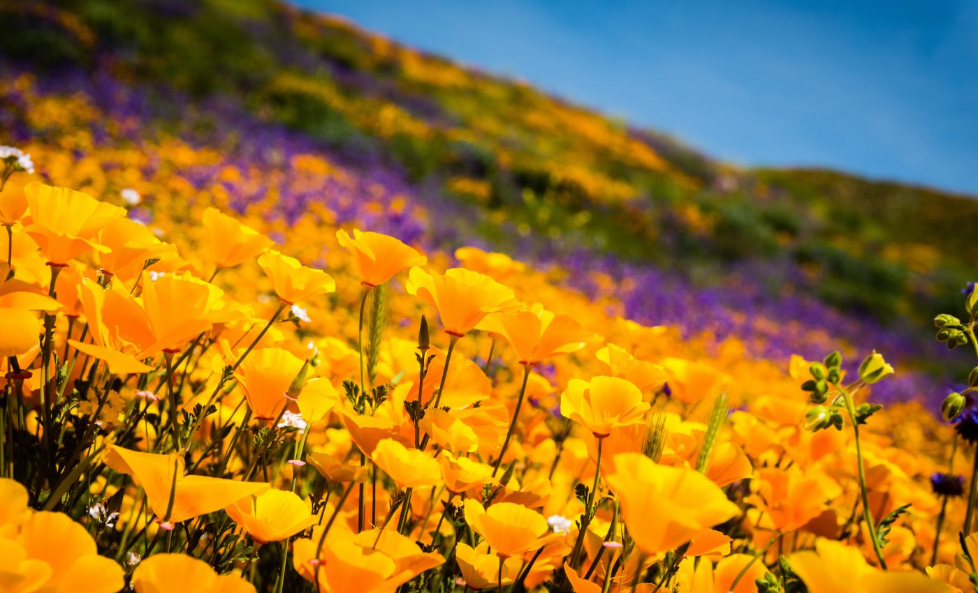 As stunning super blooms spring up, tourists often get carried away