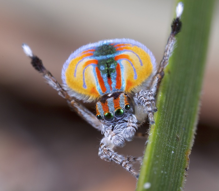 Vibrant peacock spiders earn their name with bold mating displays
