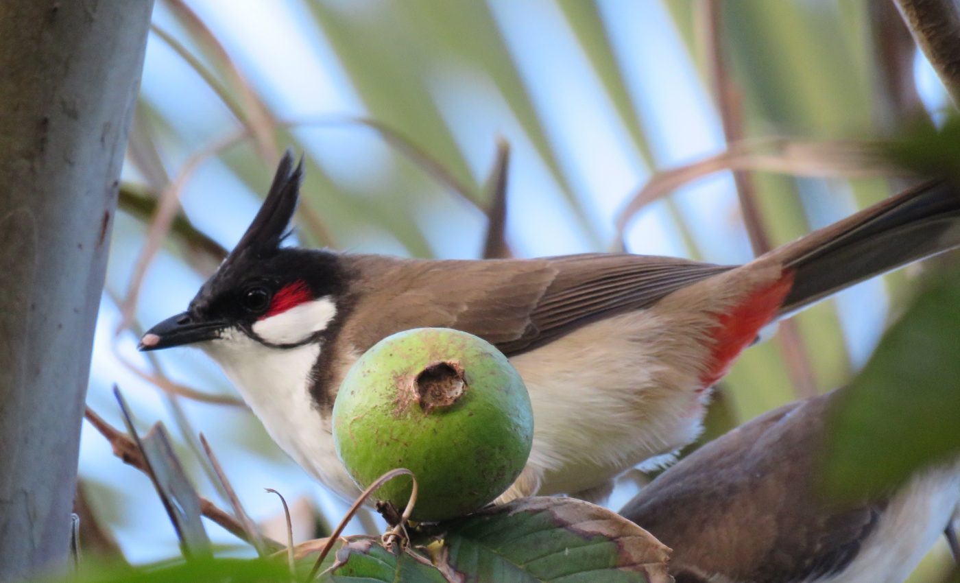 Native plants on Oahu depend on non-native birds for survival