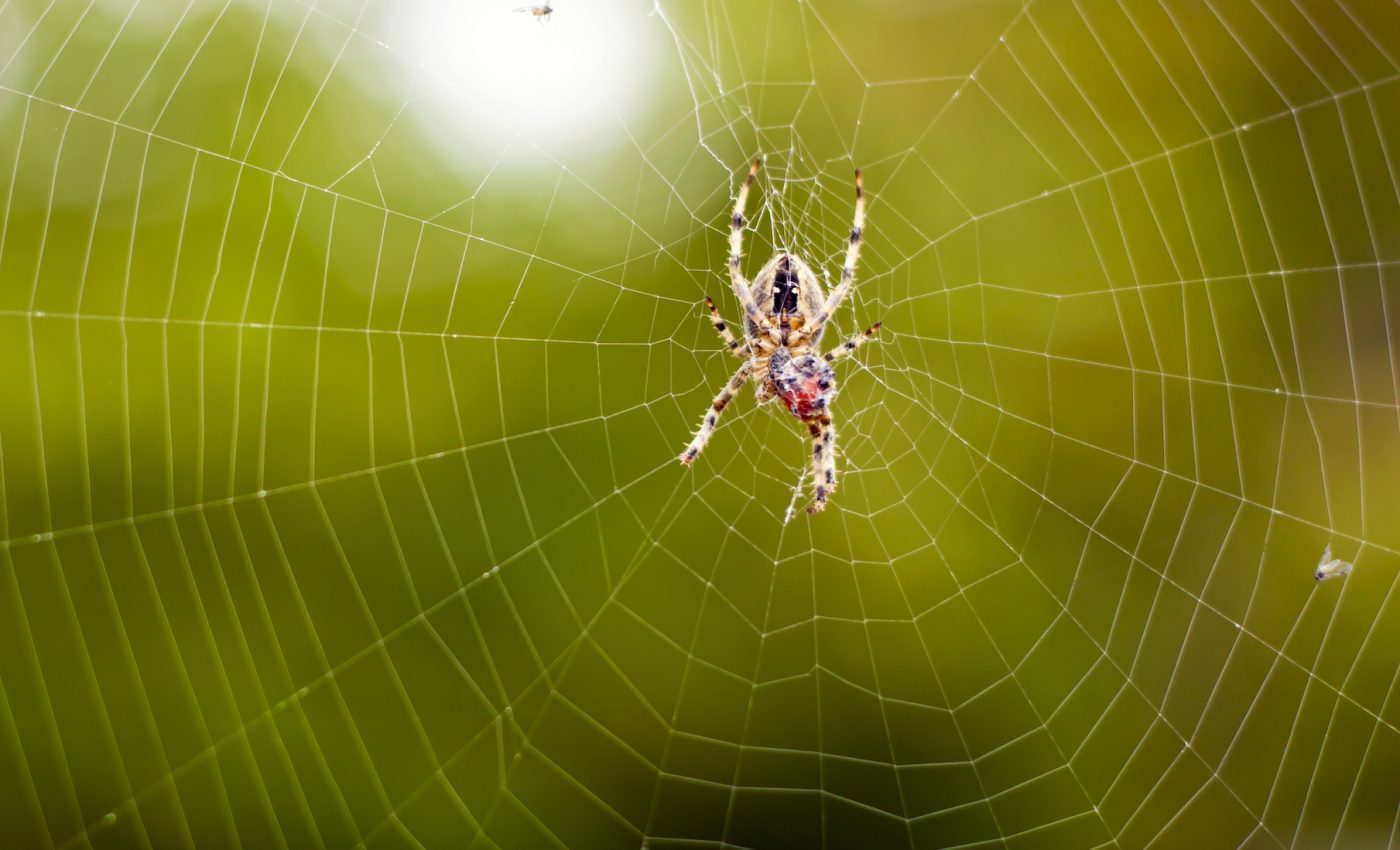 Scientists use bacteria to produce ulta-strong spider silk
