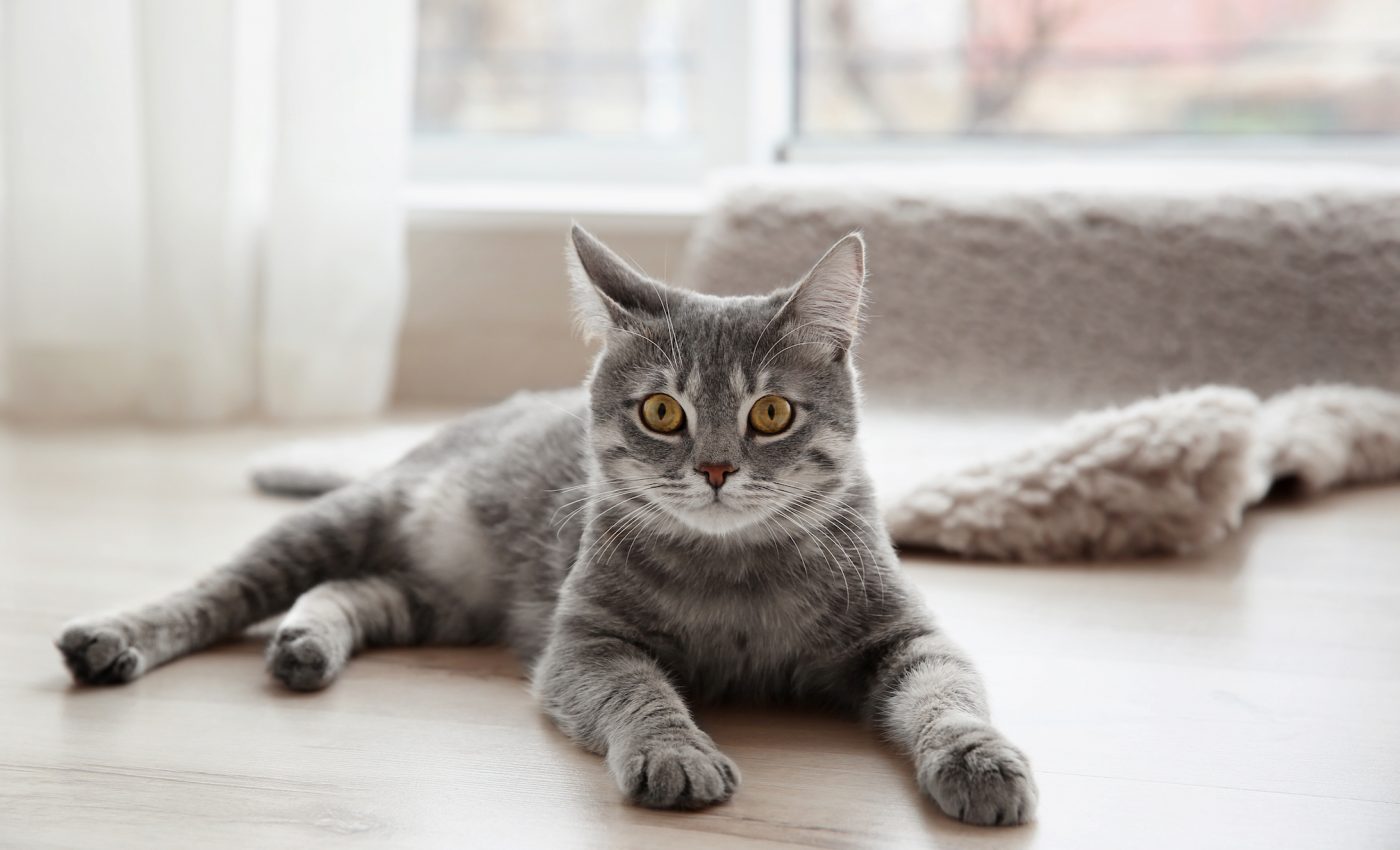 Cats can recognize their own name from other sounds