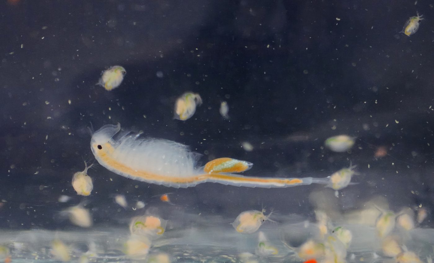 Decreases in biodiversity are exacerbated by habitat loss, fragmentation