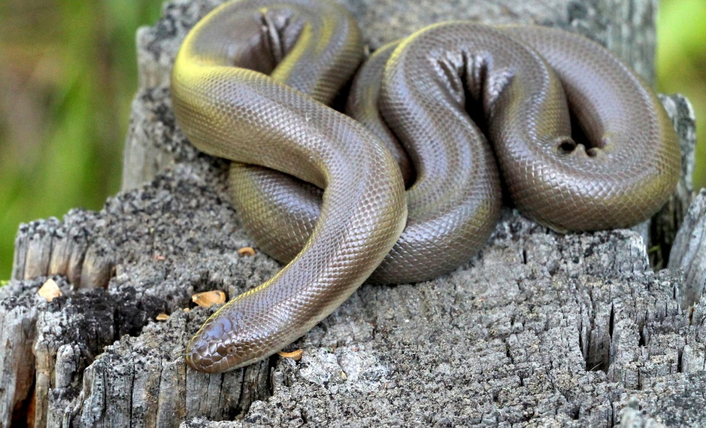 Snakes in the snow: The resilience of the rubber boa