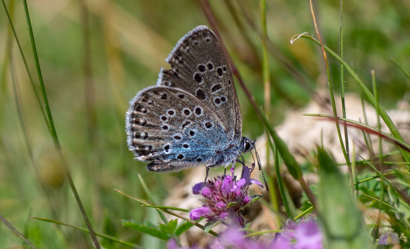 Butterflies make a big comeback across the pond