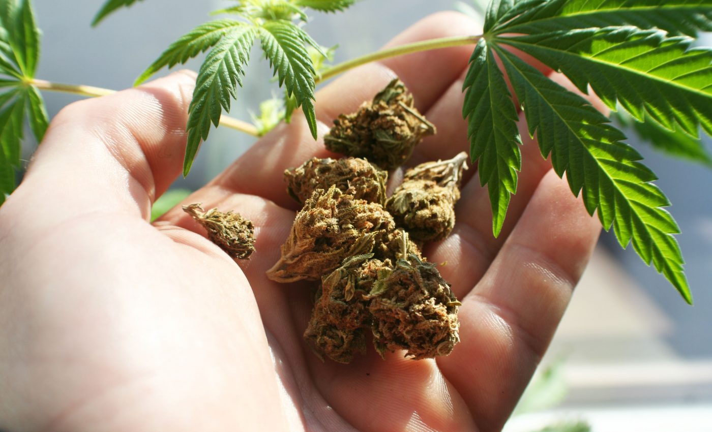 Marijuana is not a safe treatment for pregnancy morning sickness