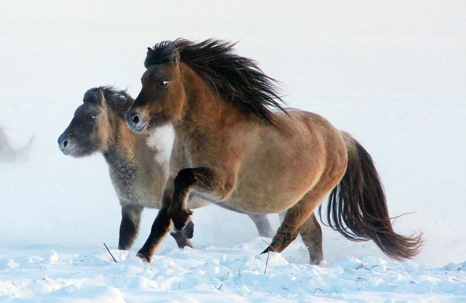 Scientists are attempting to clone a 42,000-year-old horse